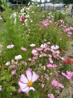 20250816_Andernach_Andi_05