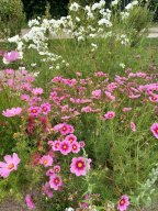 20250816_Andernach_Andi_10