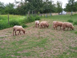 20250816_Andernach_Doris_05