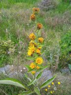 20250816_Andernach_Doris_08