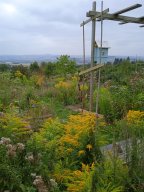 20250816_Andernach_Doris_09