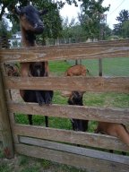 20250816_Andernach_Doris_12