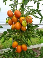 20250816_Andernach_Doris_13