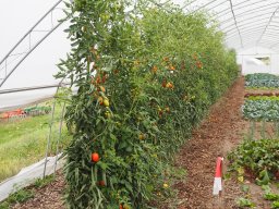 20250816_Andernach_P8160020