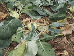 20250816_Andernach_P8160022