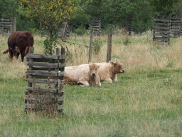 20250816_Andernach_P8160033