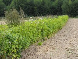 20250816_Andernach_P8160040