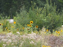 20250816_Andernach_P8160047