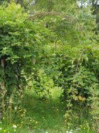 20250816_Andernach_P8160057