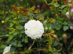 20250816_Andernach_P8160061