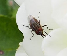 20250816_Andernach_P8160061_V1