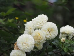 20250816_Andernach_P8160062