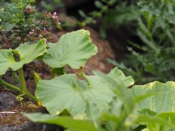 20250816_Andernach_P8160075