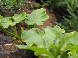 20250816_Andernach_P8160076