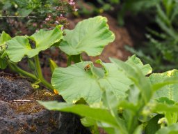 20250816_Andernach_P8160077