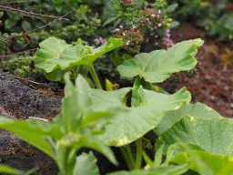 20250816_Andernach_P8160080