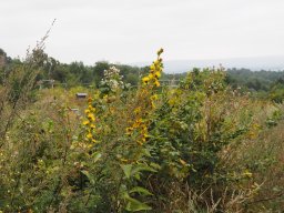 20250816_Andernach_P8160092