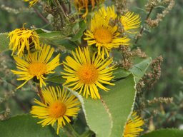 20250816_Andernach_P8160093