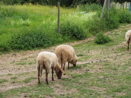 20250816_Andernach_P8160105