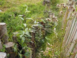 20250816_Andernach_P8160110