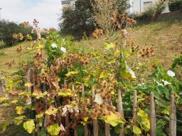 20250816_Andernach_P8160114