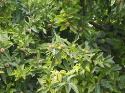 20250816_Andernach_P8160125