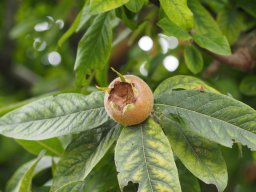 20250816_Andernach_P8160127