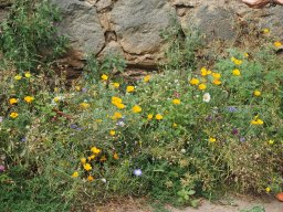 20250816_Andernach_P8160133