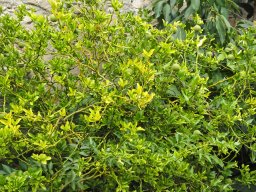 20250816_Andernach_P8160135