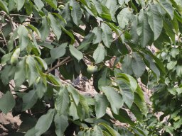 20250816_Andernach_P8160136