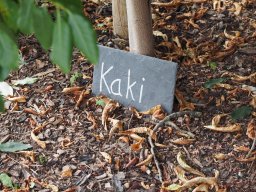 20250816_Andernach_P8160138