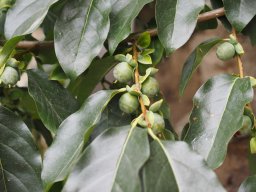 20250816_Andernach_P8160139