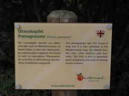 20250816_Andernach_P8160146