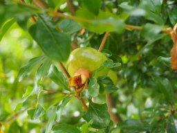 20250816_Andernach_P8160147