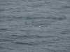 22020614_Kiel-Oslo-Kiel_306