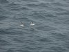 22020614_Kiel-Oslo-Kiel_308