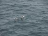 22020614_Kiel-Oslo-Kiel_309
