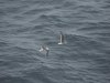 22020614_Kiel-Oslo-Kiel_311