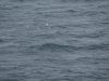 22020614_Kiel-Oslo-Kiel_315