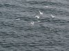 22020614_Kiel-Oslo-Kiel_350