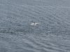 22020614_Kiel-Oslo-Kiel_369