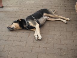 Sommerfest_2024-P6290121