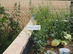 20250713_Sommerfest_P7130488