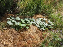 20250713_Sommerfest_P7130494