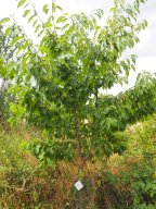 20250713_Sommerfest_P7130498