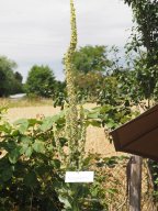 20250713_Sommerfest_P7130516