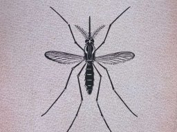 IMG-20240724-WA0043