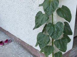 IMG-20240724-WA0069